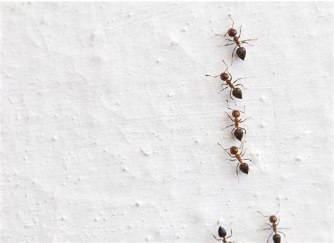 ants in electrical box|bed bugs in electrical outlets.